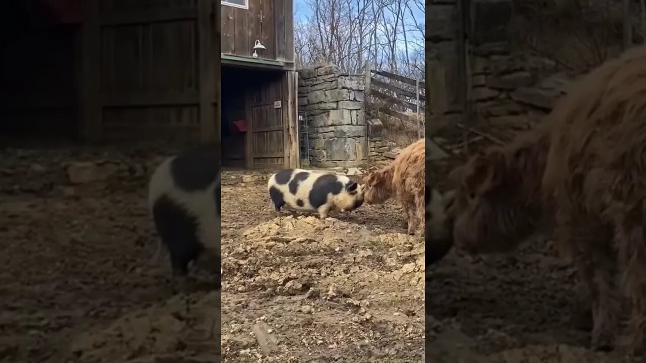 🐂 Scottish Highland and KuneKune 🐖 nose to nose 🐽🐮 #farmlife #cute #kunekune #scottishhighlands