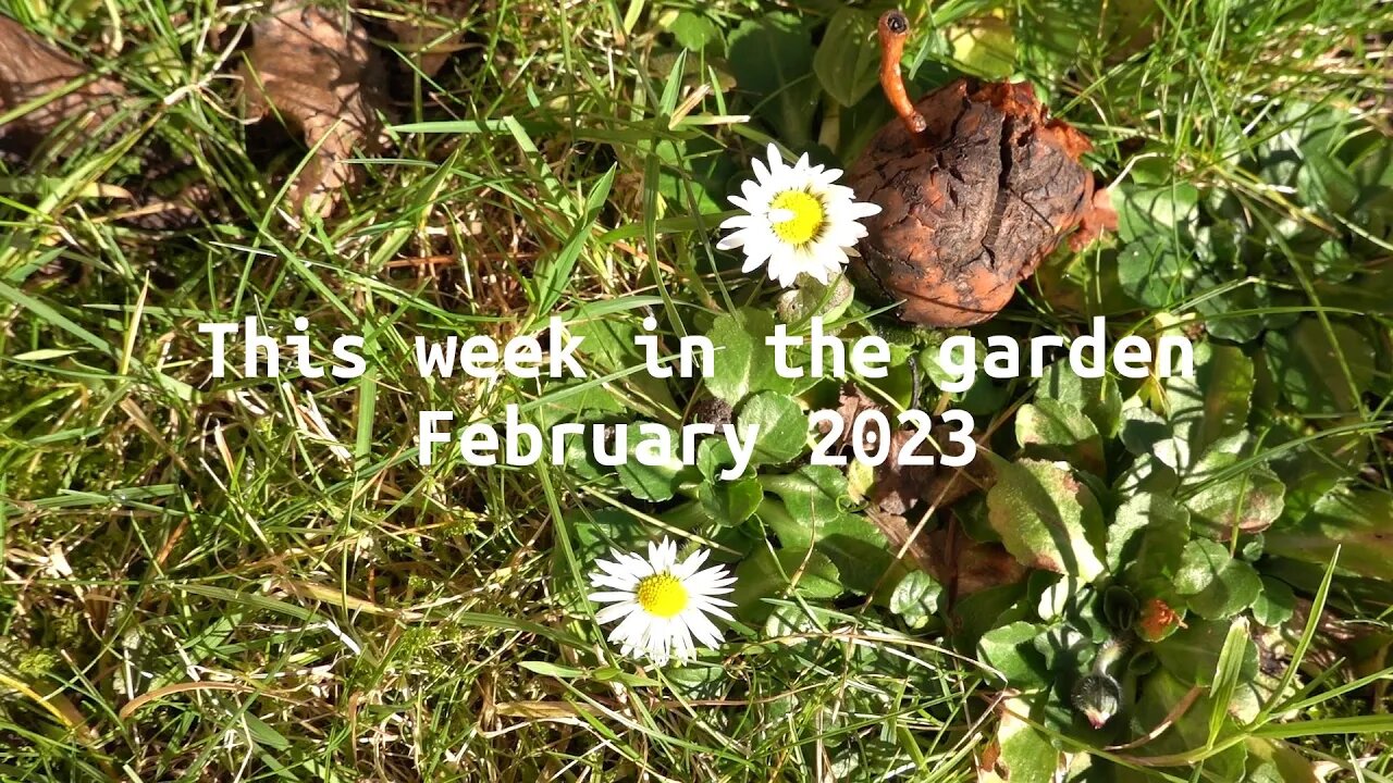 What's growing in the garden in February (week 6 2023)