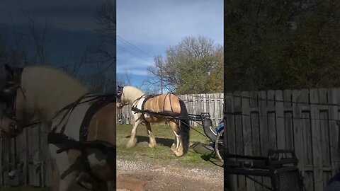 #horse #horsepower #gypsy #texas #sunday #cruising @StarrStudiosTX