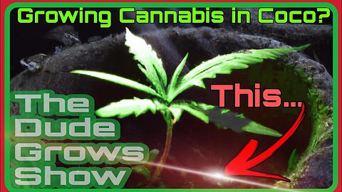 Maximize Your Cannabis Yield when using Coco - The Dude Grows Show 1,443