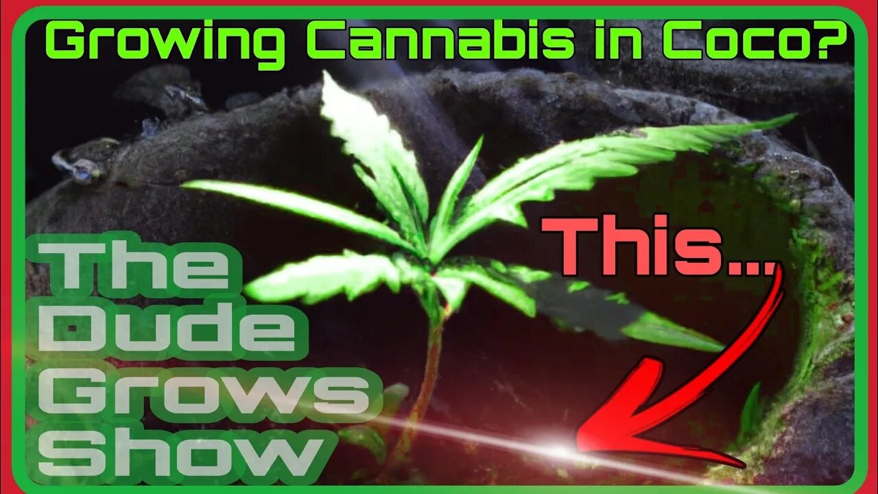 Maximize Your Cannabis Yield when using Coco - The Dude Grows Show 1,443