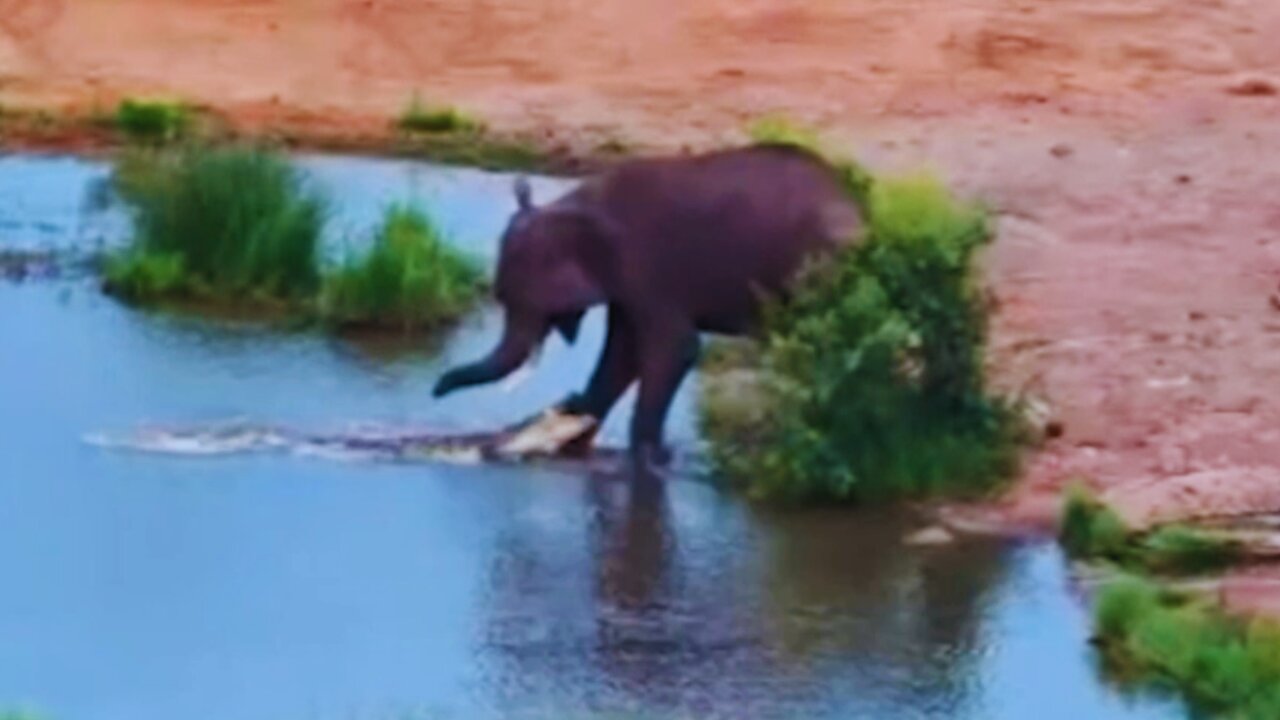 Angry Crocodile Attacks Elephants at Waterhole Twice | World Wild Web