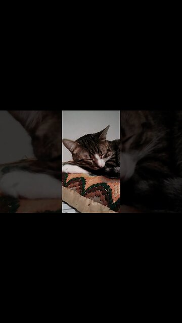 Cute Cat Sleeps on His Paw