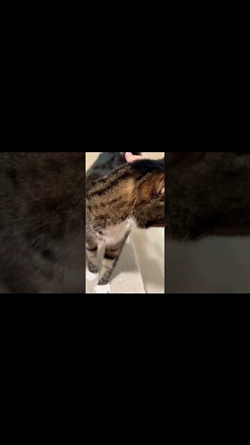 The Sound of Cats Purring 🐈‍⬛ #purr #cat