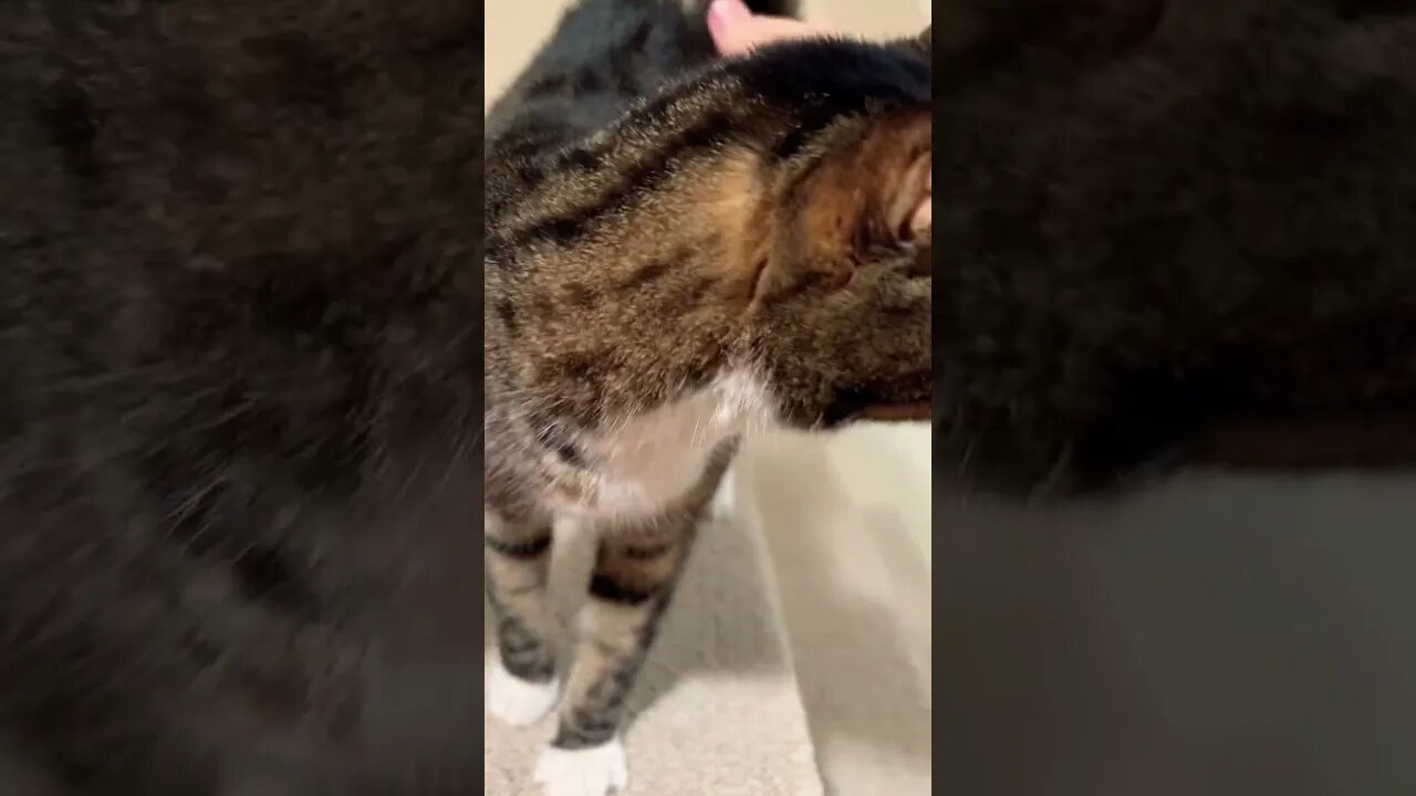 The Sound of Cats Purring 🐈‍⬛ #purr #cat