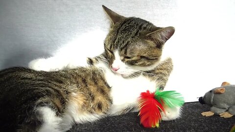 Cat Grooming Time