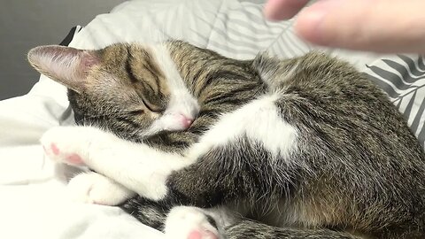 Nose Boop for a Curled Cat