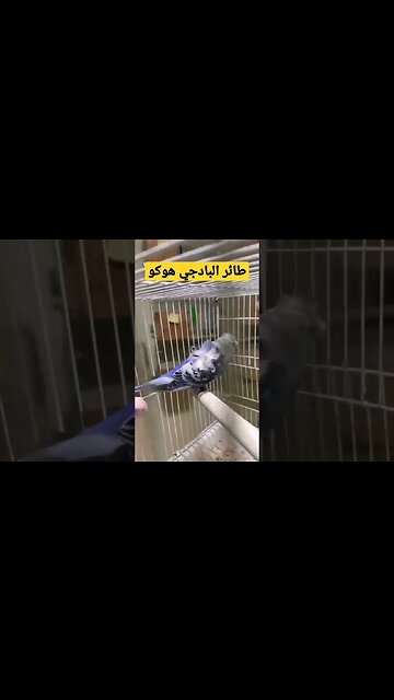 مسابقة أحسن طائر بادجي هوكو روعة