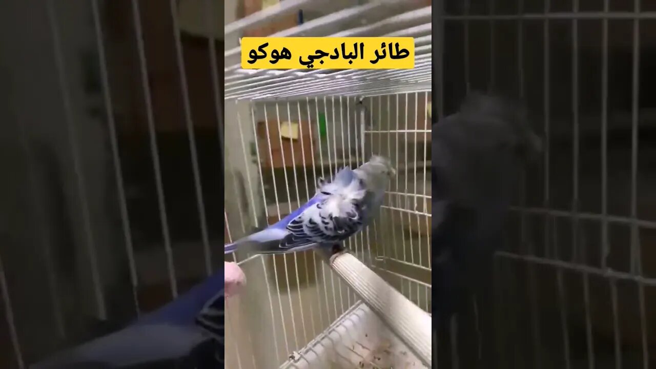 مسابقة أحسن طائر بادجي هوكو روعة