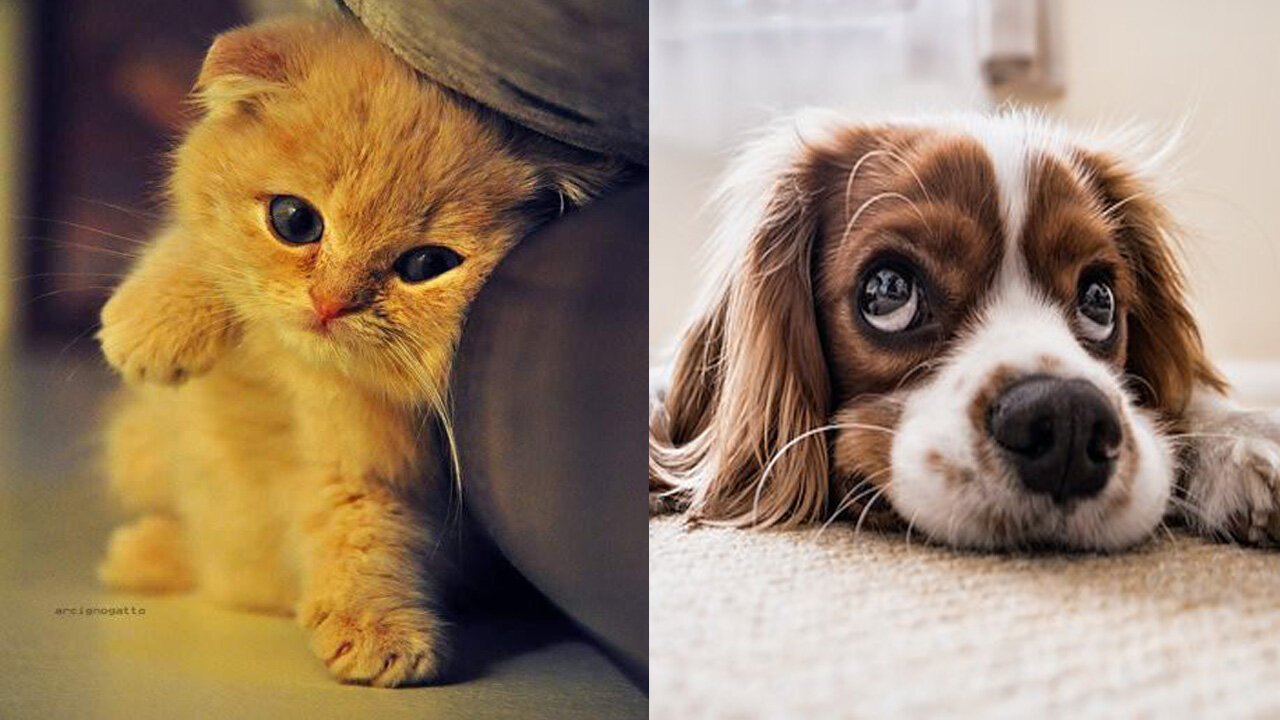 Funny cute cats and dogs