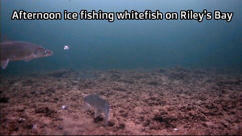 Afternoon ice fishing whitefish on Riley’s Bay