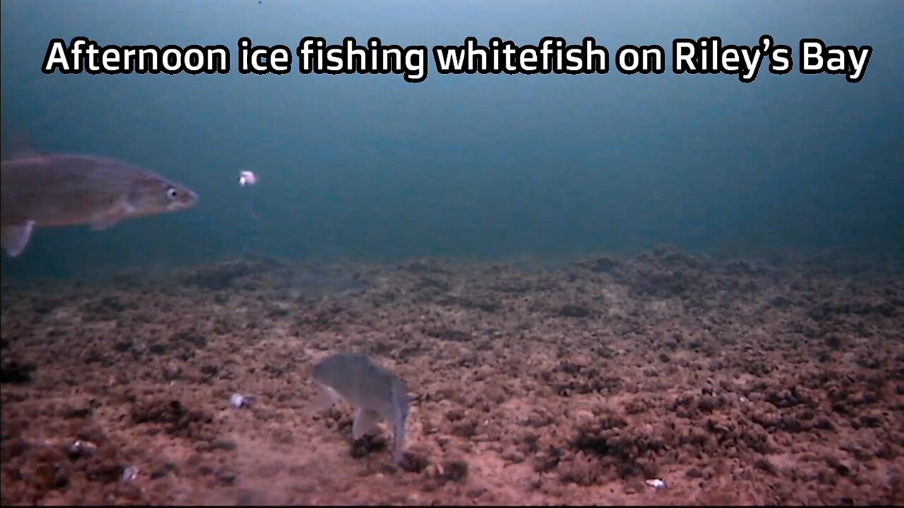 Afternoon ice fishing whitefish on Riley’s Bay