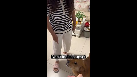 Prank Dog