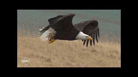 Slam dunk eagle style