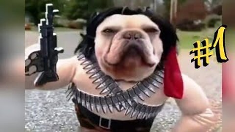 Funny Animals 😺🐶 Funny Animals Dogs Funny Cats Funny Cats Funny Animals