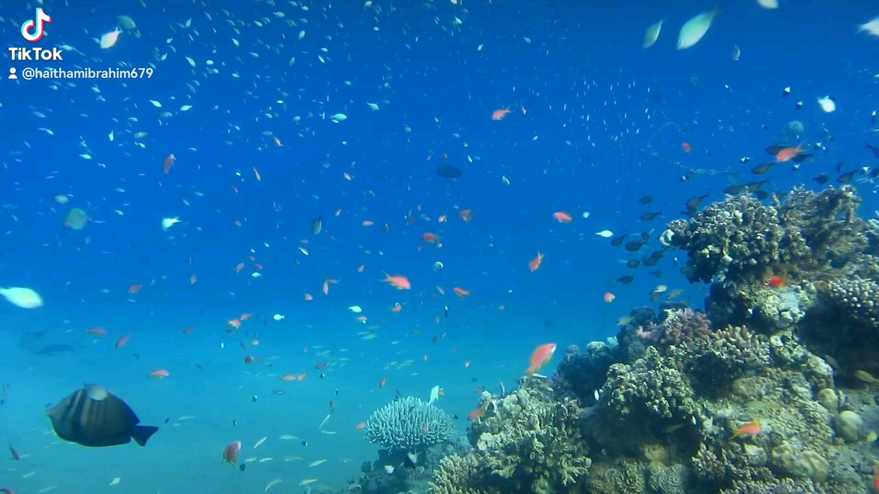 #scubadiving in sharm Sheikh