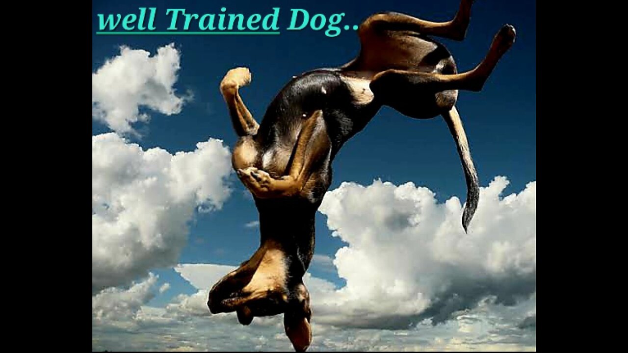 Know 7 Basic thing to train your dog to be Strong.