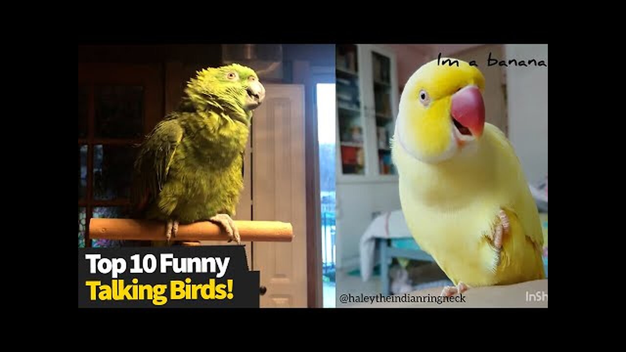 Top 10 Funniest Talking Birds, These Are Hilarious!