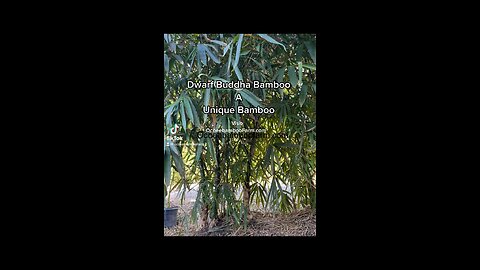 Unique Bamboo Plant Nursery 407-777-4807