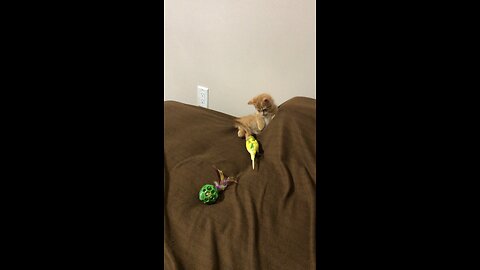 Budgie playing with beautiful kitten