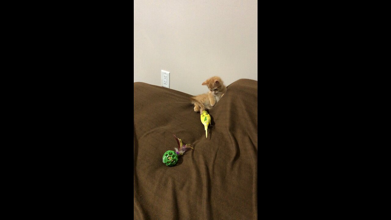 Budgie playing with beautiful kitten