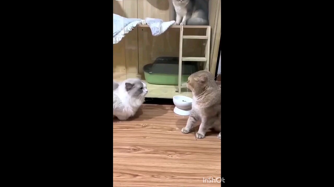 the_cat_Fighting_Amazing_sound_cat_fun_🤣🤣🤣