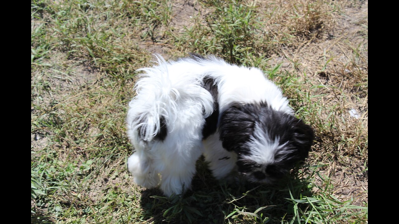 Cute baby puppy