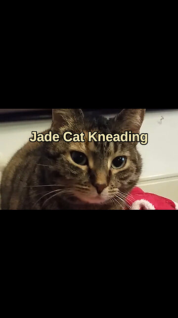 Jade Cat Kneading