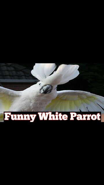 Funny white parrot