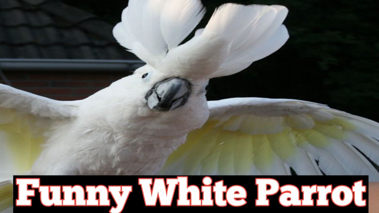 Funny white parrot