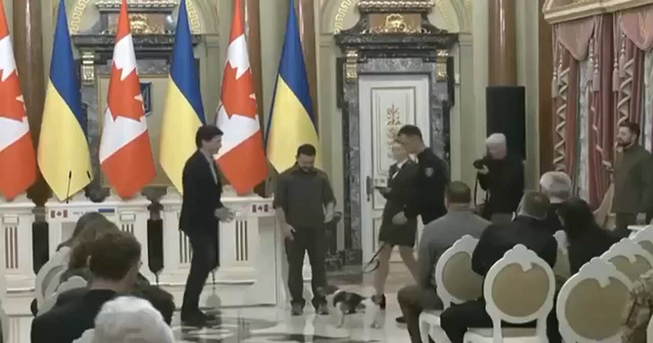 Drug sniffer dog reacting to zelensky