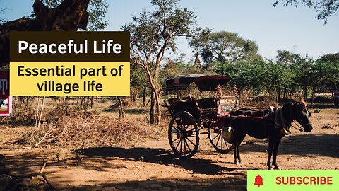 Experience Serenity: Delve into the Heart of Village Life