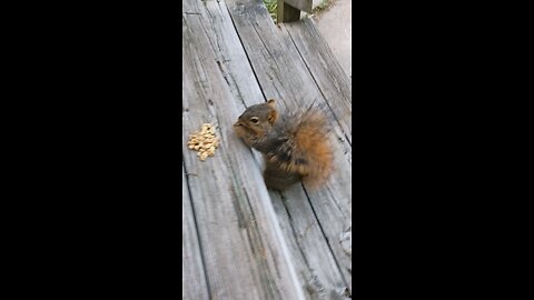 feeding and petting my girl squirrel 🐿️