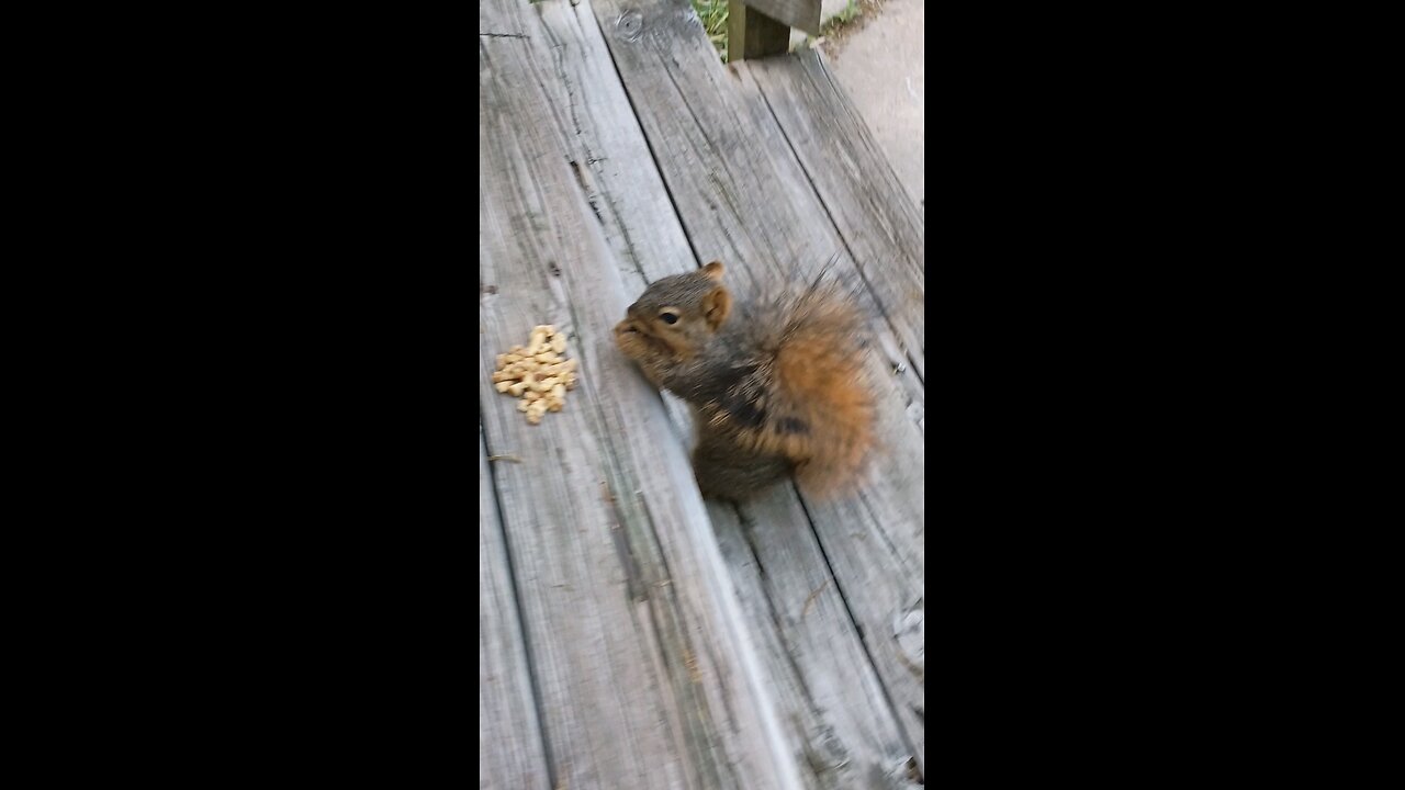 feeding and petting my girl squirrel 🐿️