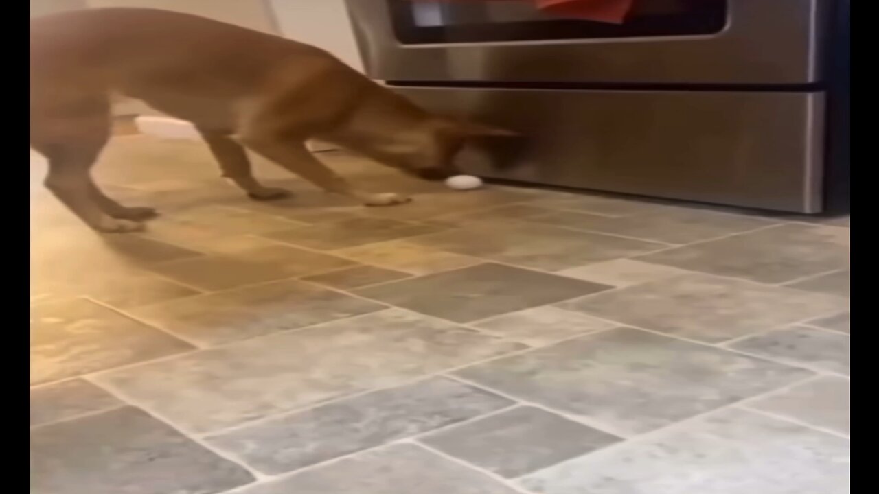😂😂 funny dog