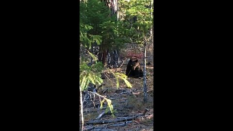 Playing Chicken With a Bear Never Do This