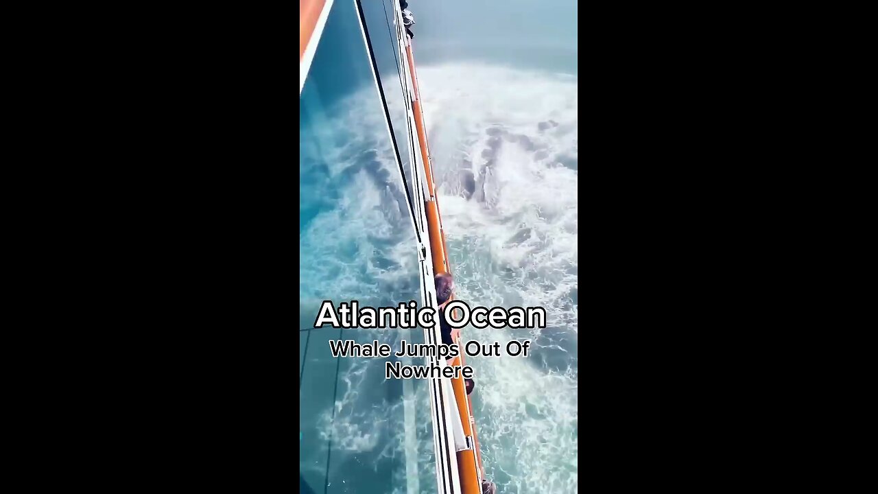 Atlantic Ocean whale jump