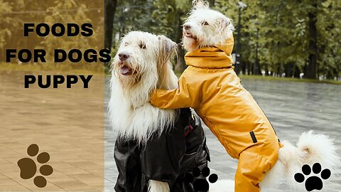 Human Foods that Are Actually Good for Dogs