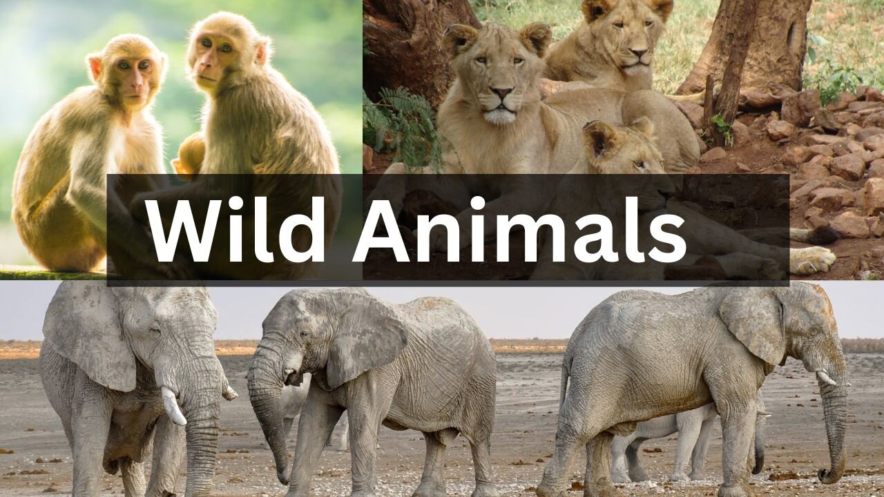 8 Times Wild Animals Surrounds Its Prey So It Can't Escape