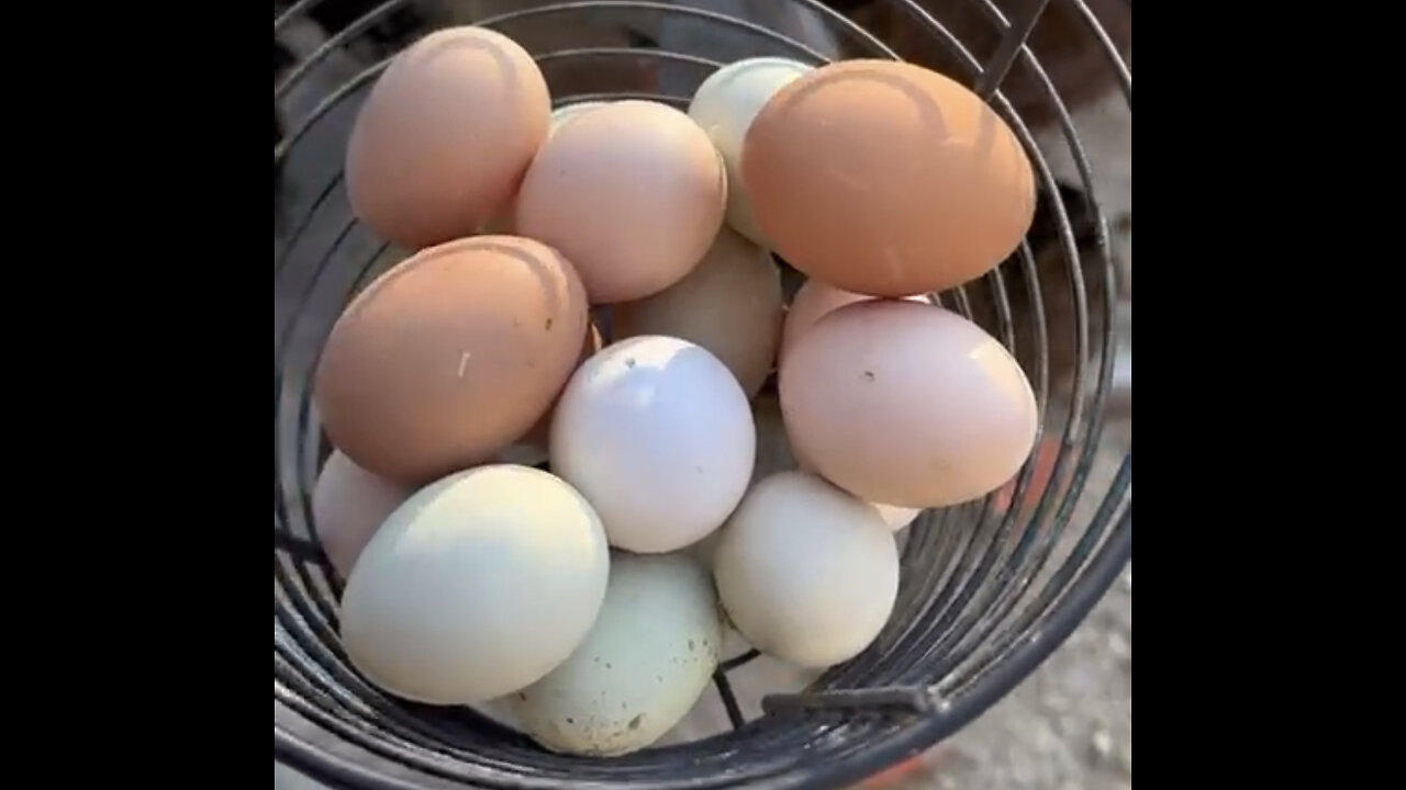 Local Farmer Exposes Egg Shortage Caused by Chicken Food. Does Experiment to Confirm.