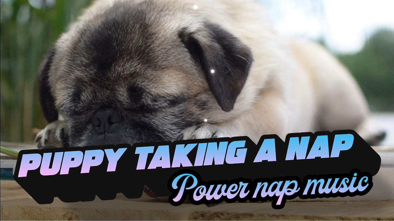 Cute Puppy taking a nap - AI Generated nap music for pets - 20min Music For Sleeping pets