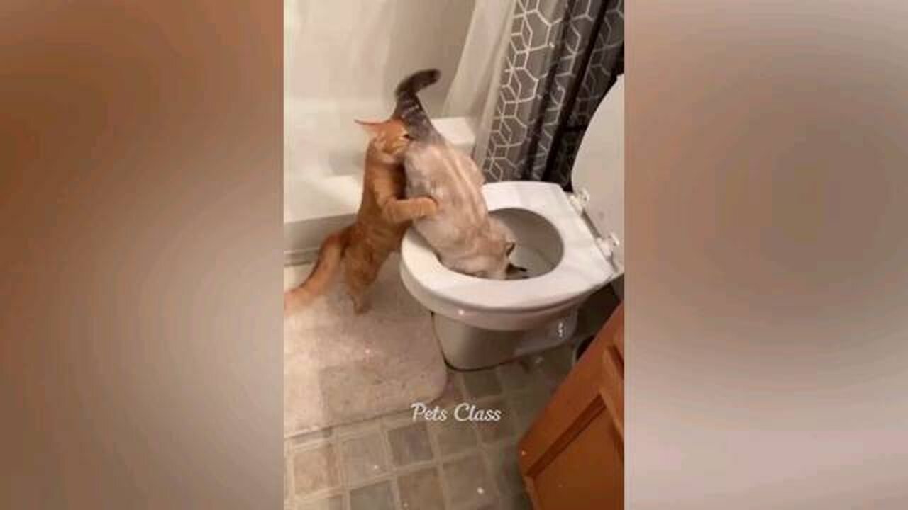 cat funny video cat gat in toilet 😱😂