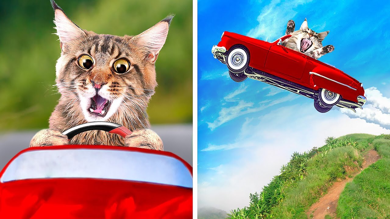 OMG! Cat learning how to drive a car.