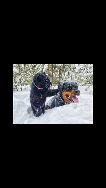 Luna and Venza. The friendship of a cat and a dog. Leopard and Rottweiler