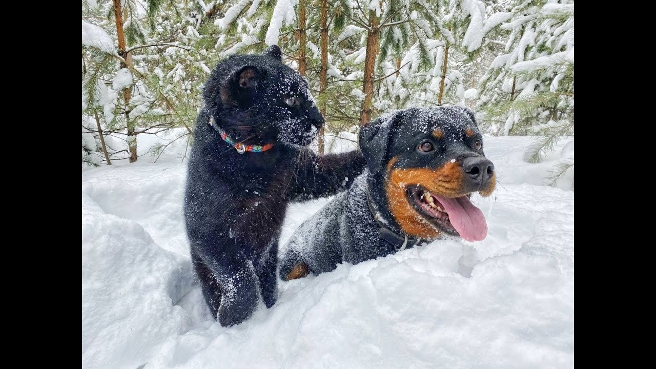 Luna and Venza. The friendship of a cat and a dog. Leopard and Rottweiler