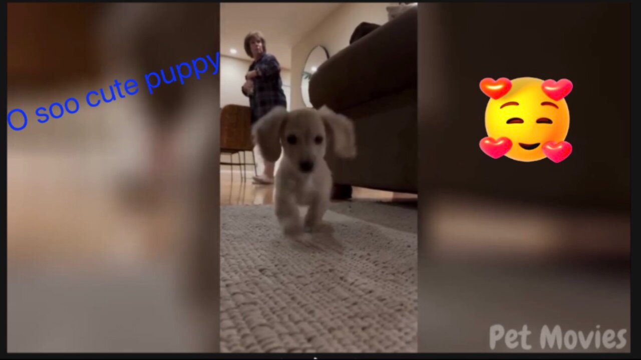 Very funny video of dogs and cats 😂😂😁😁/ must watch