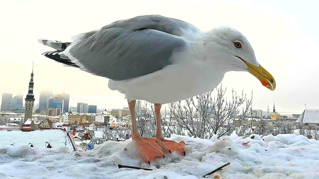 European Herring Gulls on a Viewing Platform