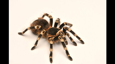 Happy Spider (Tarantula)