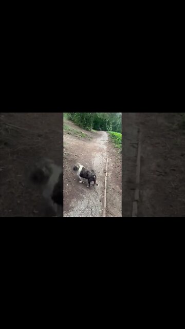 My dog is strong. #shorts #dogs #dogsdoingthings #nature