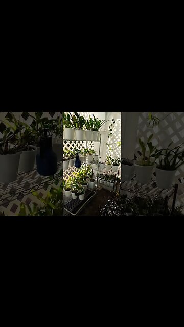 🙆🏼‍♀️Appreciate THIS! 🥶💆🏼‍♀️ #ninjaorchids #shorts